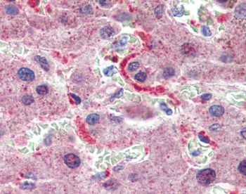 GPSM2 Rabbit Polyclonal Antibody