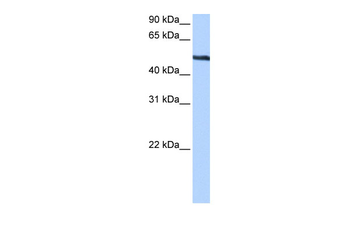 TRIP6 Rabbit Polyclonal Antibody