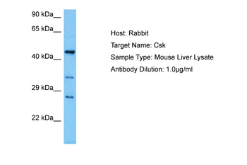CSK Rabbit Polyclonal Antibody