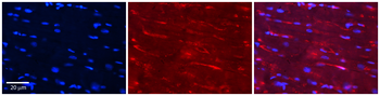 CSK Rabbit Polyclonal Antibody