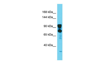 Dnm2 Rabbit Polyclonal Antibody