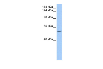 DLC1 Rabbit Polyclonal Antibody
