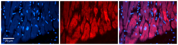 FSTL1 Rabbit Polyclonal Antibody