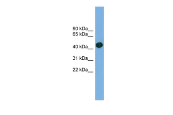 ACTRT1 Rabbit Polyclonal Antibody
