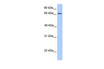 ATG16L1 Rabbit Polyclonal Antibody