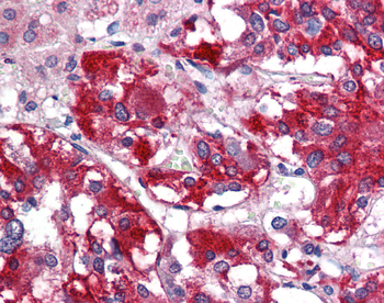 Gad1 Rabbit Polyclonal Antibody