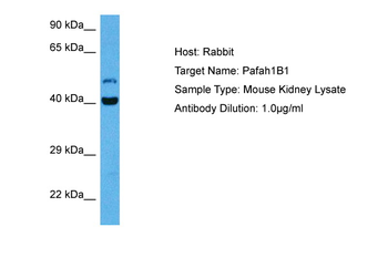 PAFAH1B1 Rabbit Polyclonal Antibody