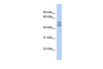 PAFAH1B1 Rabbit Polyclonal Antibody