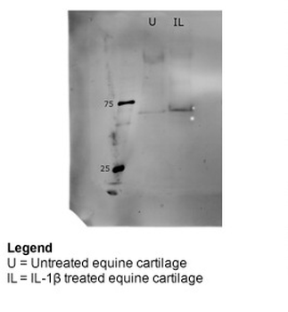 BGN Rabbit Polyclonal Antibody