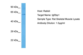Igf2bp1 Rabbit Polyclonal Antibody