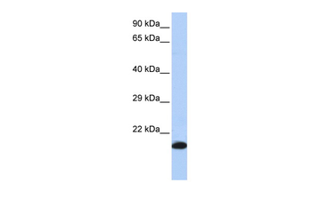 GPX4 Rabbit Polyclonal Antibody