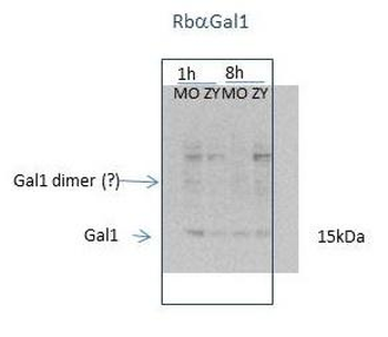 LGALS1 Rabbit Polyclonal Antibody