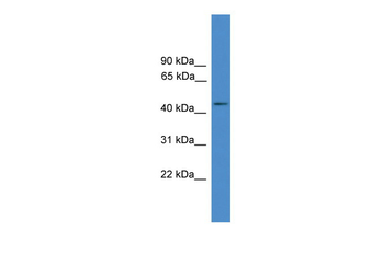GPR83 Rabbit Polyclonal Antibody