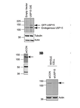 USP15 Rabbit Polyclonal Antibody