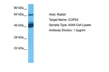 COPS3 Rabbit Polyclonal Antibody
