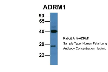 ADRM1 Rabbit Polyclonal Antibody
