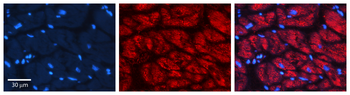 CTSC Rabbit Polyclonal Antibody
