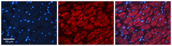 CAPN1 Rabbit Polyclonal Antibody