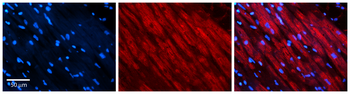 DLST Rabbit Polyclonal Antibody
