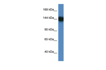 BAT3 Rabbit Polyclonal Antibody