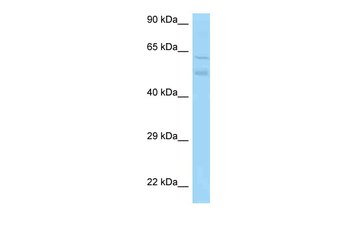 Pacsin3 Rabbit Polyclonal Antibody