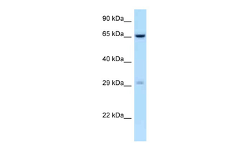 OSCAR Rabbit Polyclonal Antibody