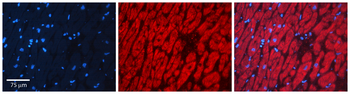 PINK1 Rabbit Polyclonal Antibody