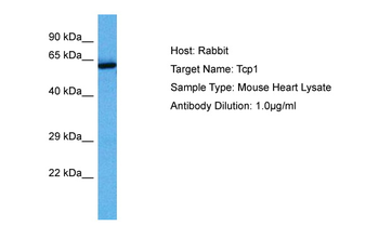 TCP1 Rabbit Polyclonal Antibody
