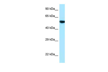 PAG1 Rabbit Polyclonal Antibody