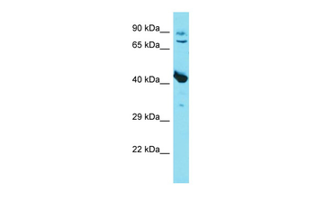 Mstn Rabbit Polyclonal Antibody