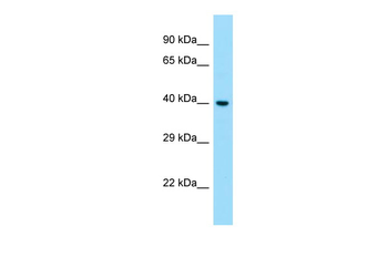 S1PR1 Rabbit Polyclonal Antibody