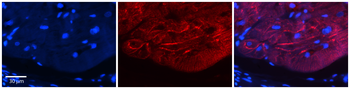 SORT1 Rabbit Polyclonal Antibody