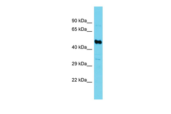 Suclg2 Rabbit Polyclonal Antibody