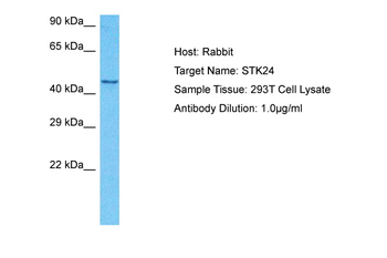 STK24 Rabbit Polyclonal Antibody