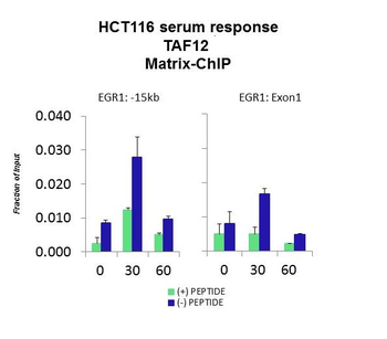 TAF12 Rabbit Polyclonal Antibody