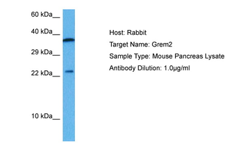 Grem1 Rabbit Polyclonal Antibody