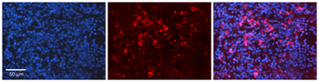 CASP1 Rabbit Polyclonal Antibody
