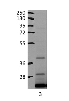 PRKAB2 Rabbit Polyclonal Antibody