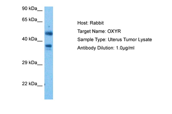 OXYR Rabbit Polyclonal Antibody