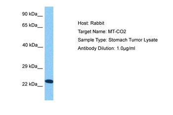 COX2 Rabbit Polyclonal Antibody