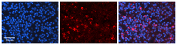 CCNB1 Rabbit Polyclonal Antibody
