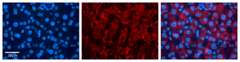 FKBP4 Rabbit Polyclonal Antibody