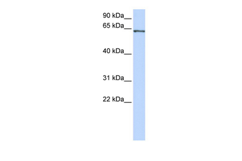 RELA Rabbit Polyclonal Antibody