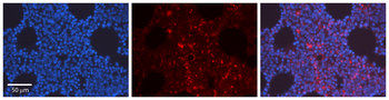 HIF1A Rabbit Polyclonal Antibody