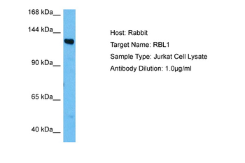 RBL1 Rabbit Polyclonal Antibody
