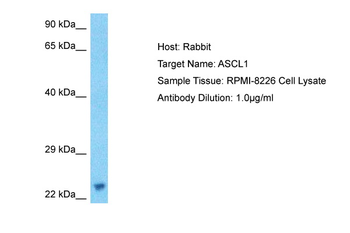 ASCL1 Rabbit Polyclonal Antibody