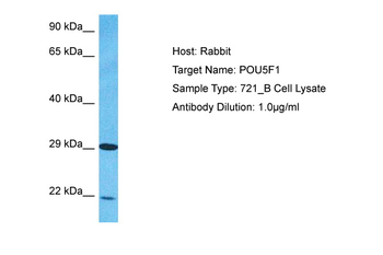 POU5F1 Rabbit Polyclonal Antibody