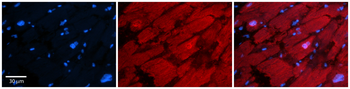 HDAC6 Rabbit Polyclonal Antibody