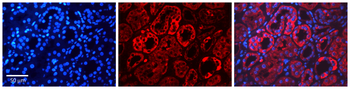 HDAC6 Rabbit Polyclonal Antibody