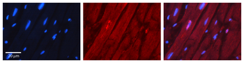 Nkx2-5 Rabbit Polyclonal Antibody